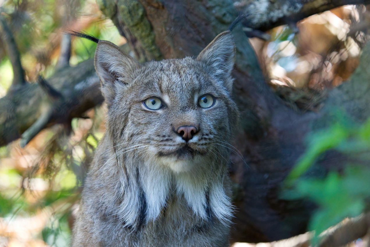 Lynx 0709